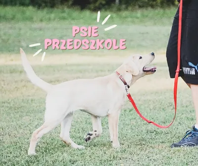 Top Dog szkolenie psów Opole